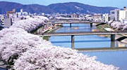 足羽川の桜並木