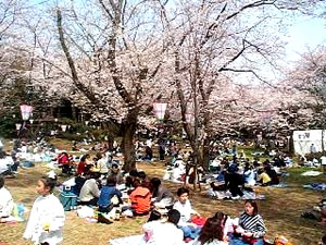飯山温泉 厚木市　[ 飯山観音の桜まつり ]