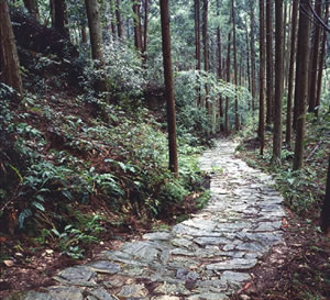 世界遺産　[ 熊野古道 ]